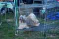 2015_09_12_slavonia_show_cacib_psi_teuta_094.jpg
